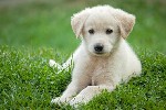 Corso formativo per i proprietari di cani: IL PATENTINO